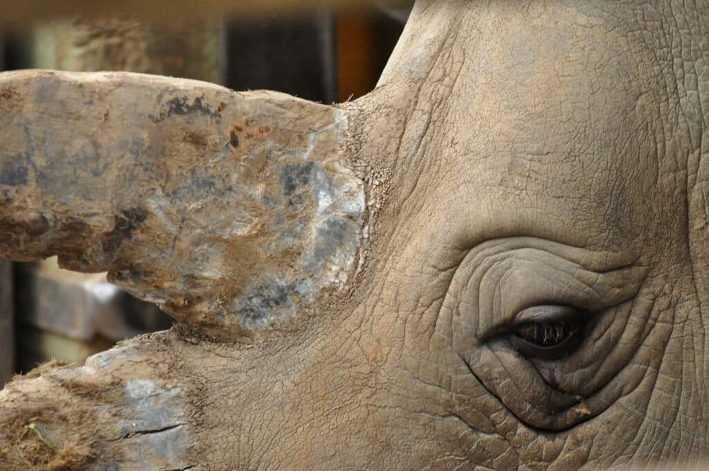 White Rhinoceros Ceratotherium Simum Marwell Zoo Richard Judd