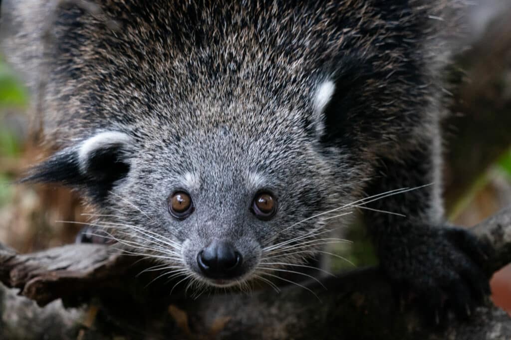 Binturong Arctictis Binturong Marwell Zoo Jason Brown Female Binturong