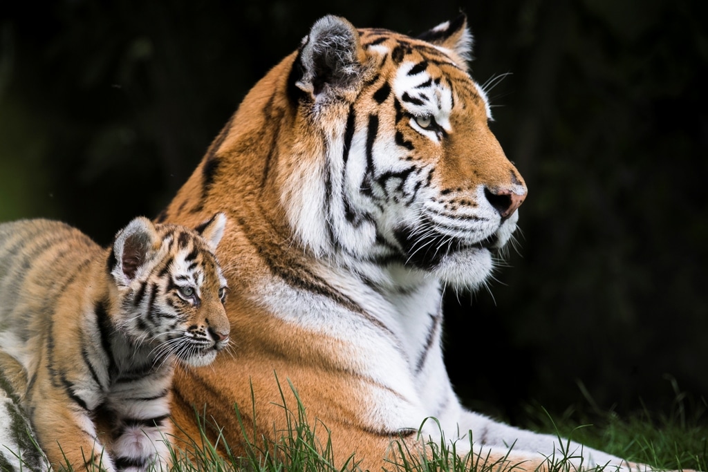 Amur tiger - Panthera tigris altaica at Marwell Zoo