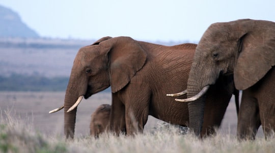 elephant-group