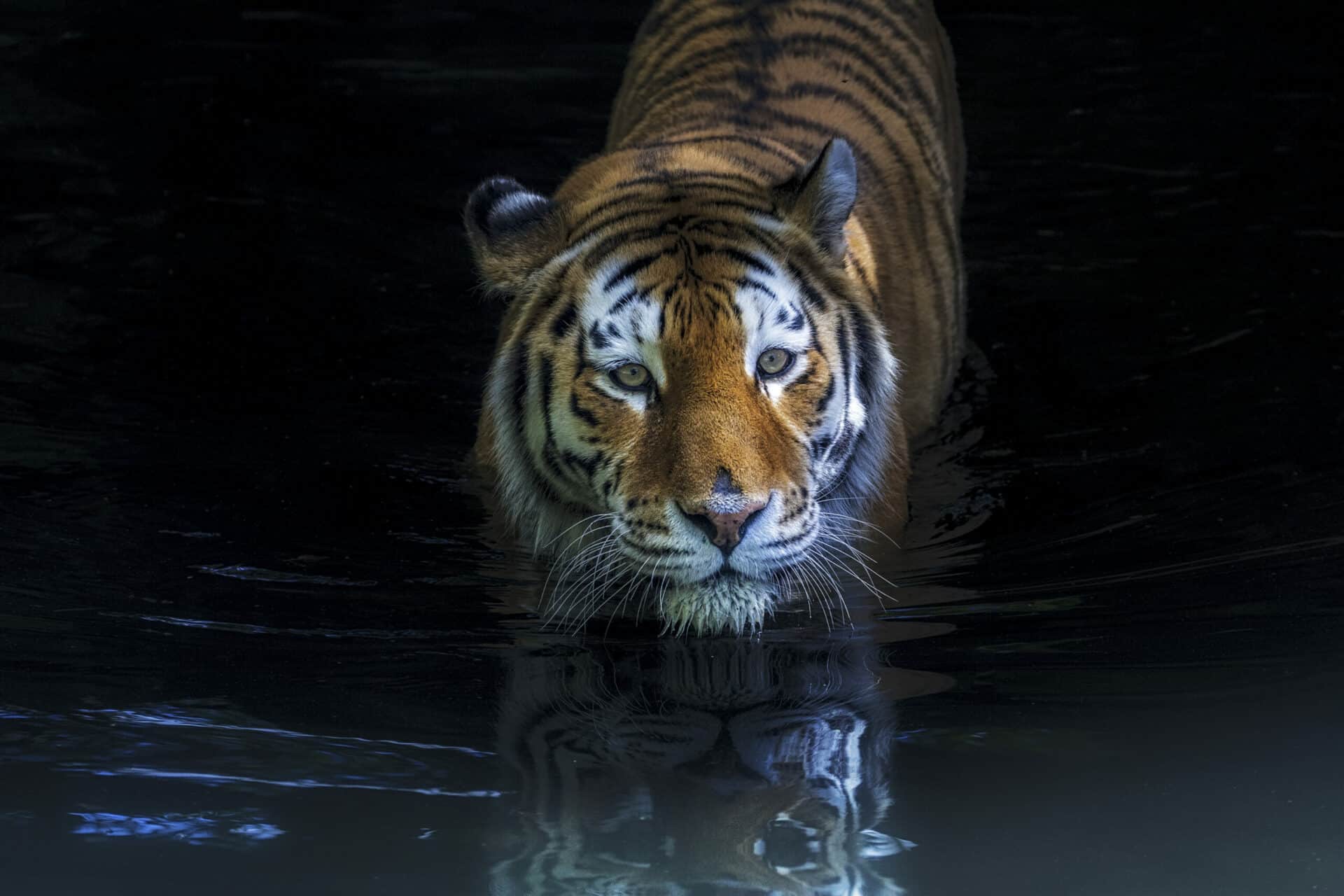 Amur tiger - Panthera tigris altaica at Marwell Zoo