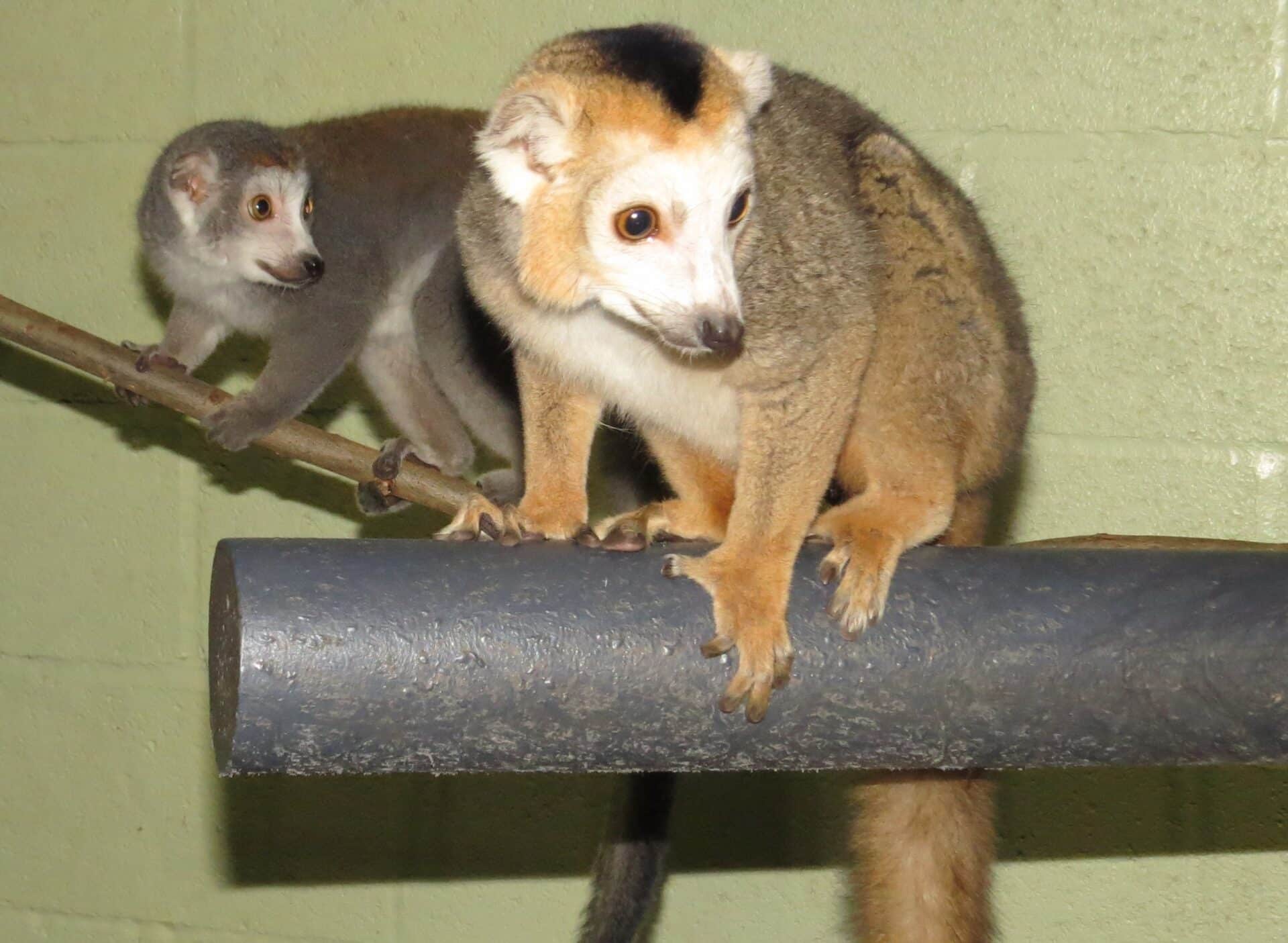 Crowned lemur - Eulemur coronatus at Marwell Zoo