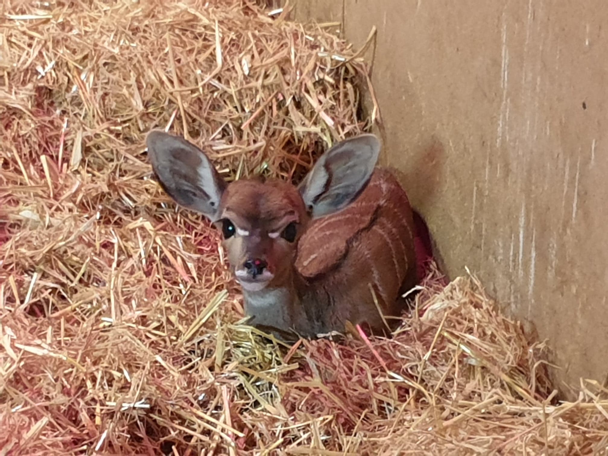 Lesser Kudu