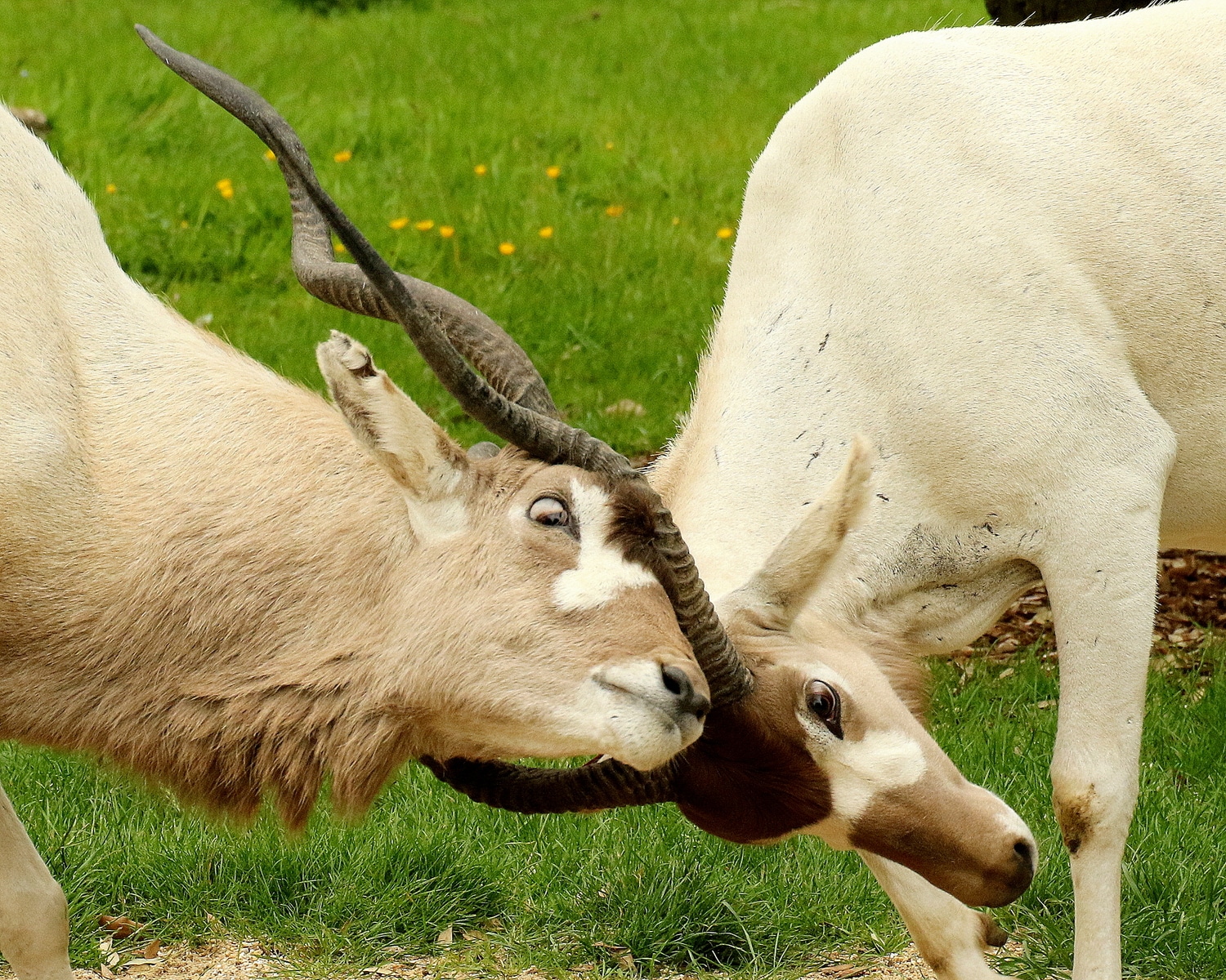 Addax Addax Nasomaculatus Marwell Zoo Locking Horns