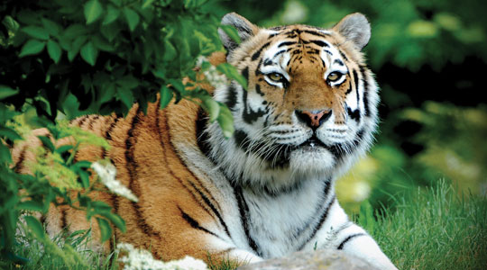 Amur Tiger Panthera Tigris Altaica Marwell Zoo 2