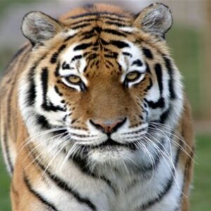 Amur Tiger Panthera Tigris Altaica Marwell Zoo