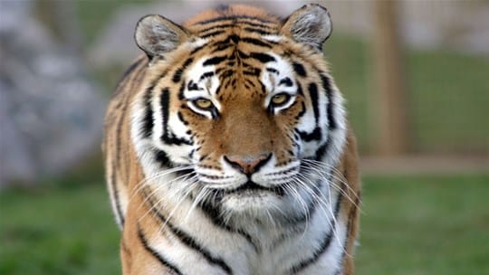 Amur Tiger Panthera Tigris Altaica Marwell Zoo