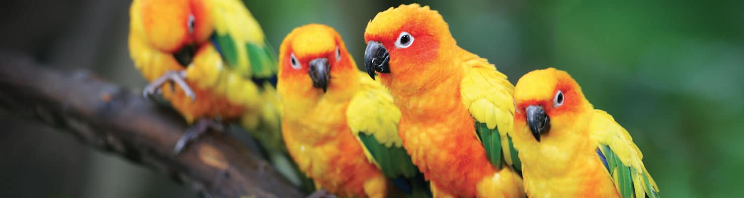 Birds at Marwell