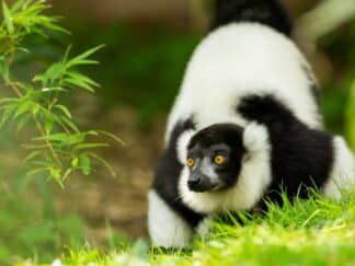 Black And White Ruffed Lemur Varecia Variegata Marwell Zoo 3