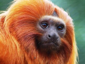 Golden Lion Tamarin Leontopithecus Rosalia Marwell Zoo Paul Rollison 2