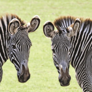 Grevys Zebra Equus Grevyi Marwell Zoo