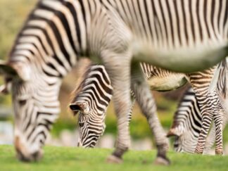 Grevy’s zebra - Equus grevyi at Marwell Zoo