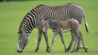 Grevys Zebra foal