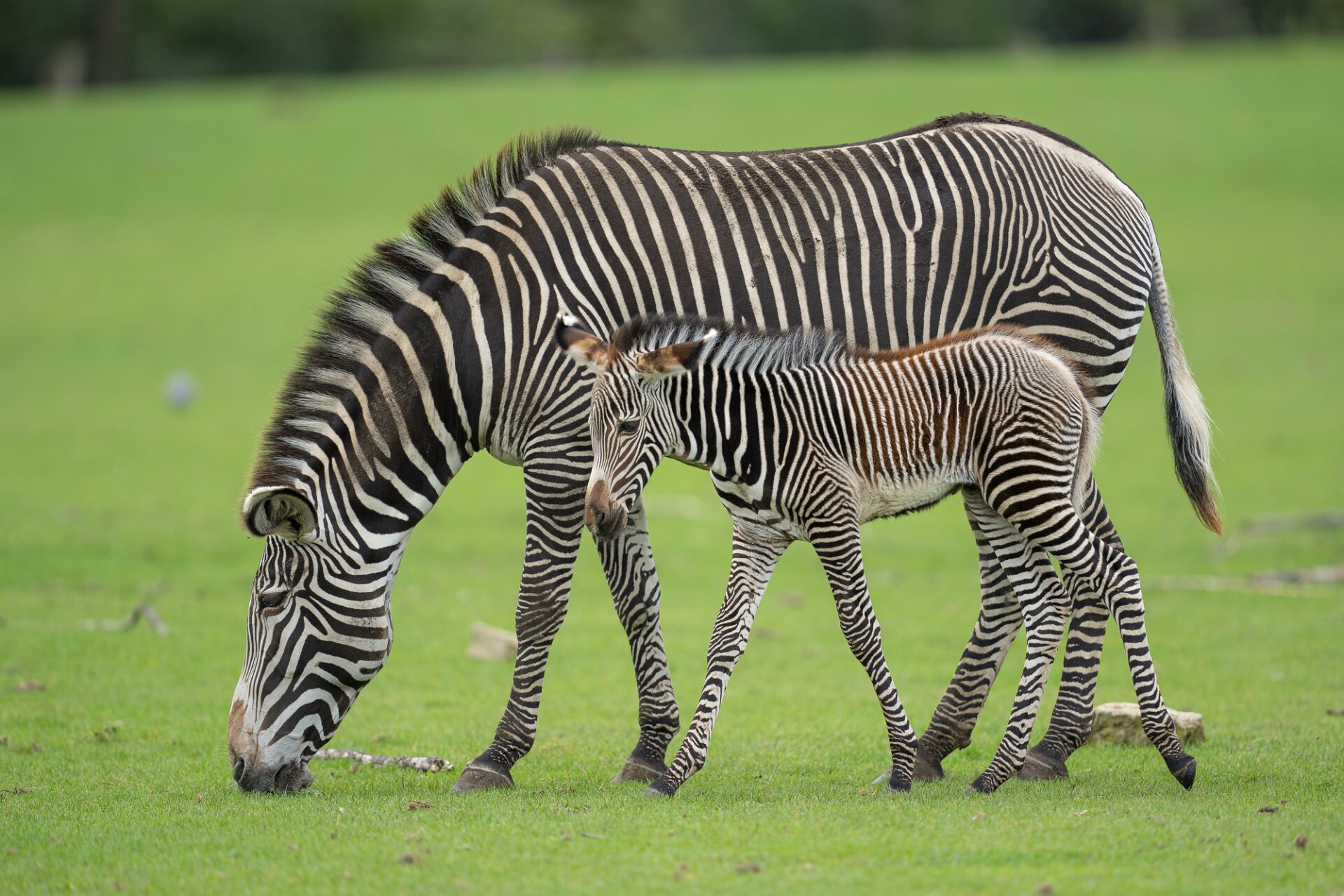 Grevys Zebra foal