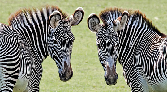 Grevys Zebra Equus Grevyi Marwell Zoo Side By Side