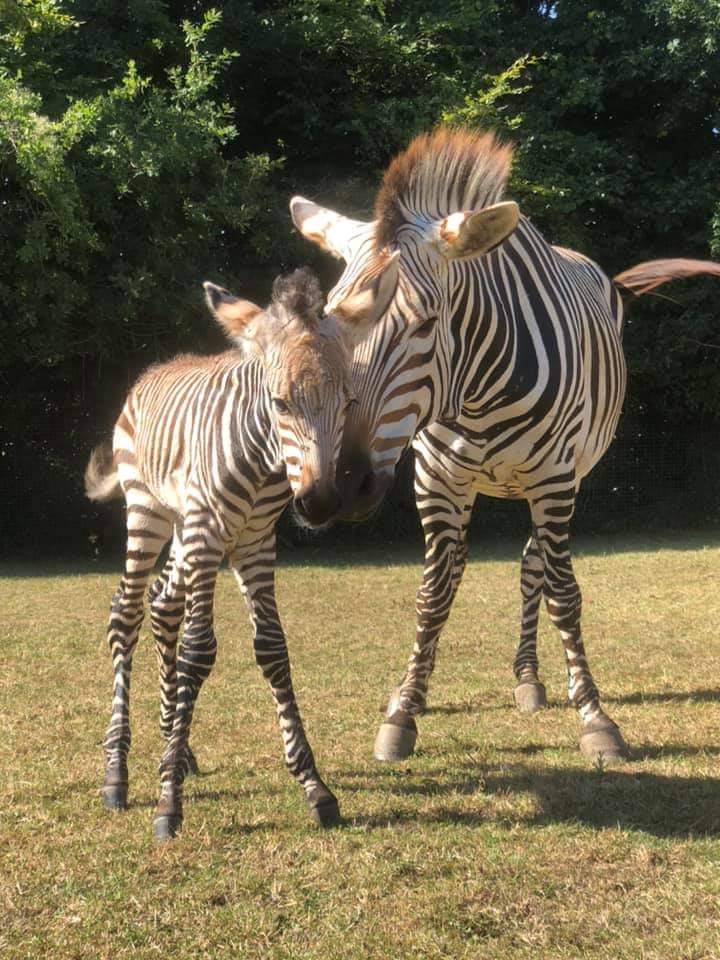 Hartmanns Mountain Zebra Equus Zebra Hartmannae Marwell Zoo