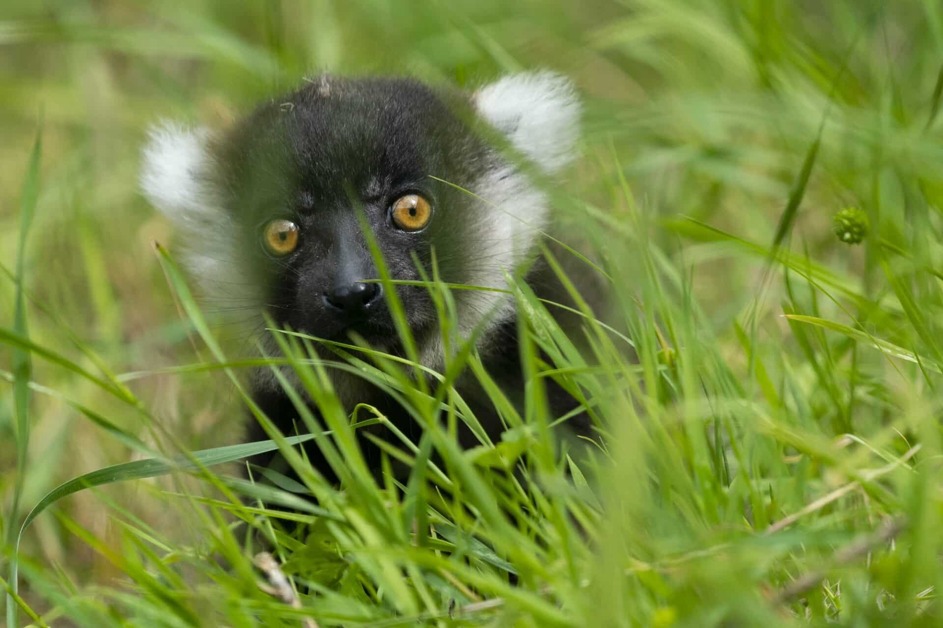 Jason Brown Lemur Baby