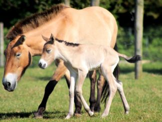 Przewalskis Horse Equus Ferus Marwell Zoo Foal