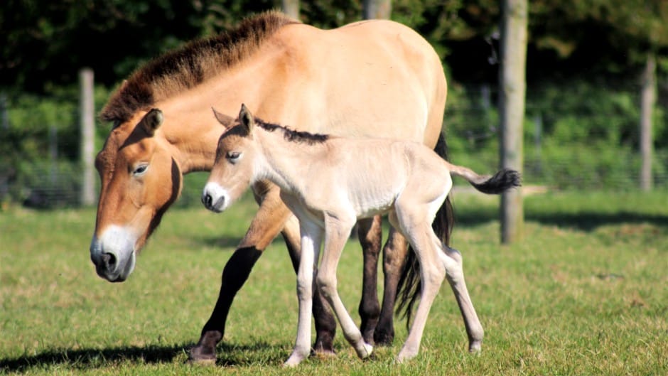 Przewalskis Horse Equus Ferus Marwell Zoo Foal