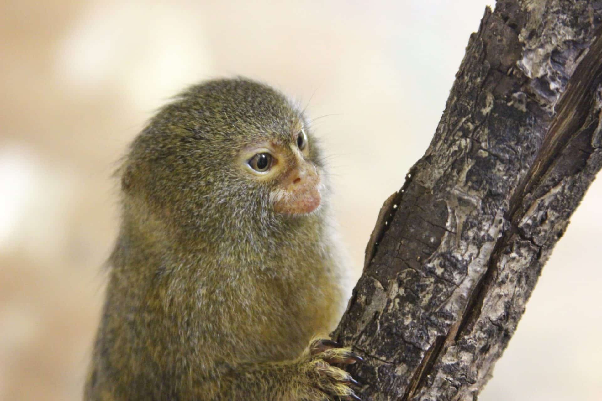 Pygmy Marmoset Cebuella Pygmaea Marwell Zoo