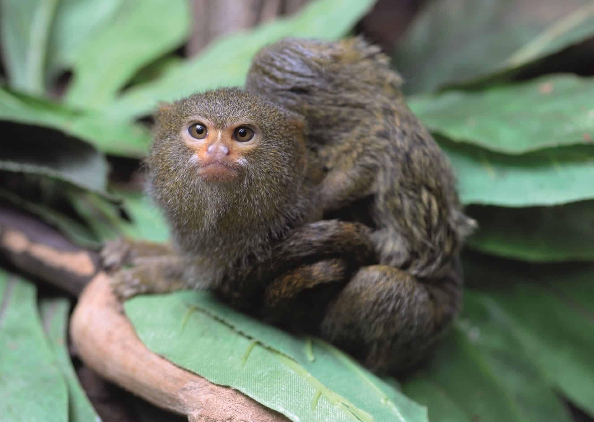 Pygmy Marmoset Cebuella Pygmaea Marwell Zoo