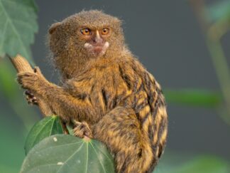 Pygmy Marmoset Cebuella Pygmaea Marwell Zoo