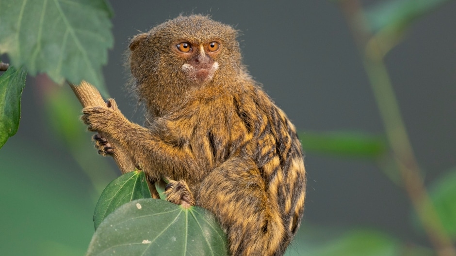 Pygmy Marmoset Cebuella Pygmaea Marwell Zoo