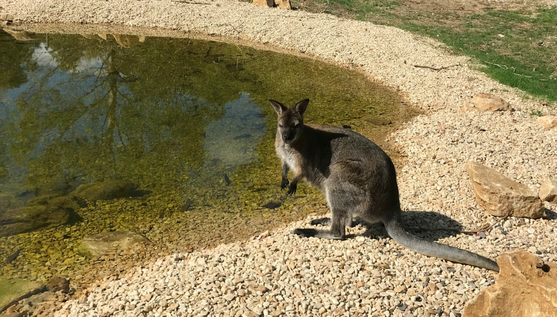 Red Necked Wallaby Macropus Rufogriseus Marwell Zoo Wallaby Drinking Scaled