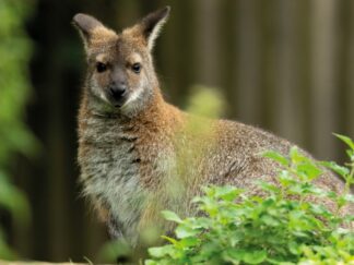 Red Necked Wallaby