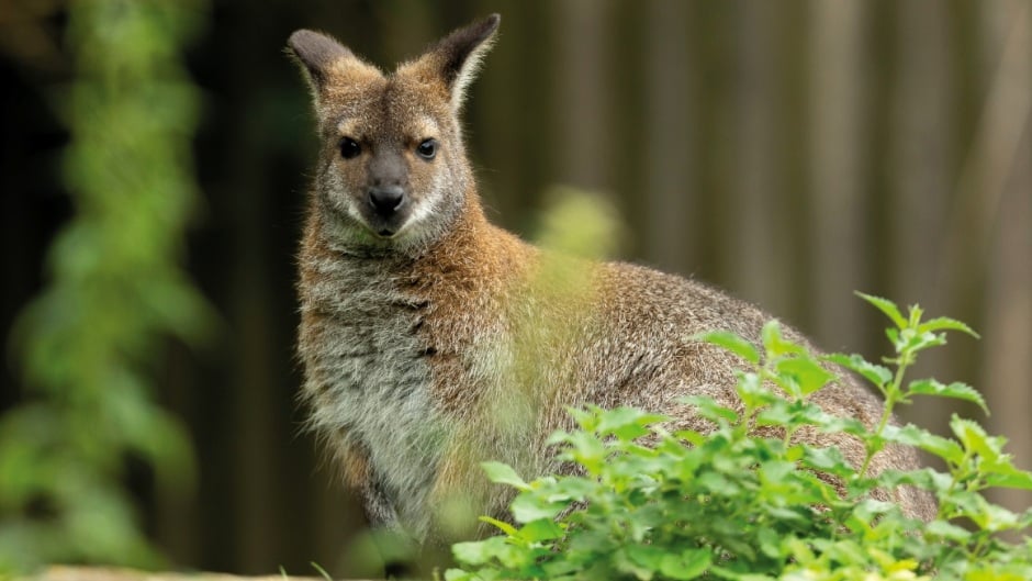 Red Necked Wallaby