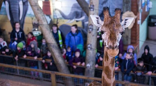 Rothschilds Giraffe Giraffa Camelopardalis Rothschildi Marwell Zoo Education Class