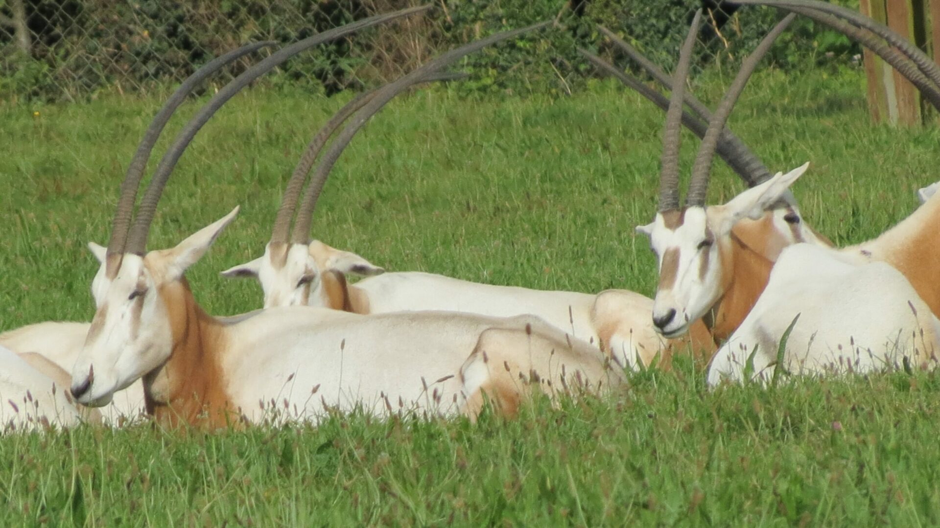 Scimitar Horned Oryx 1