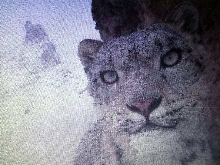 Snow Leopard Panthera Uncia Marwell Zoo 1