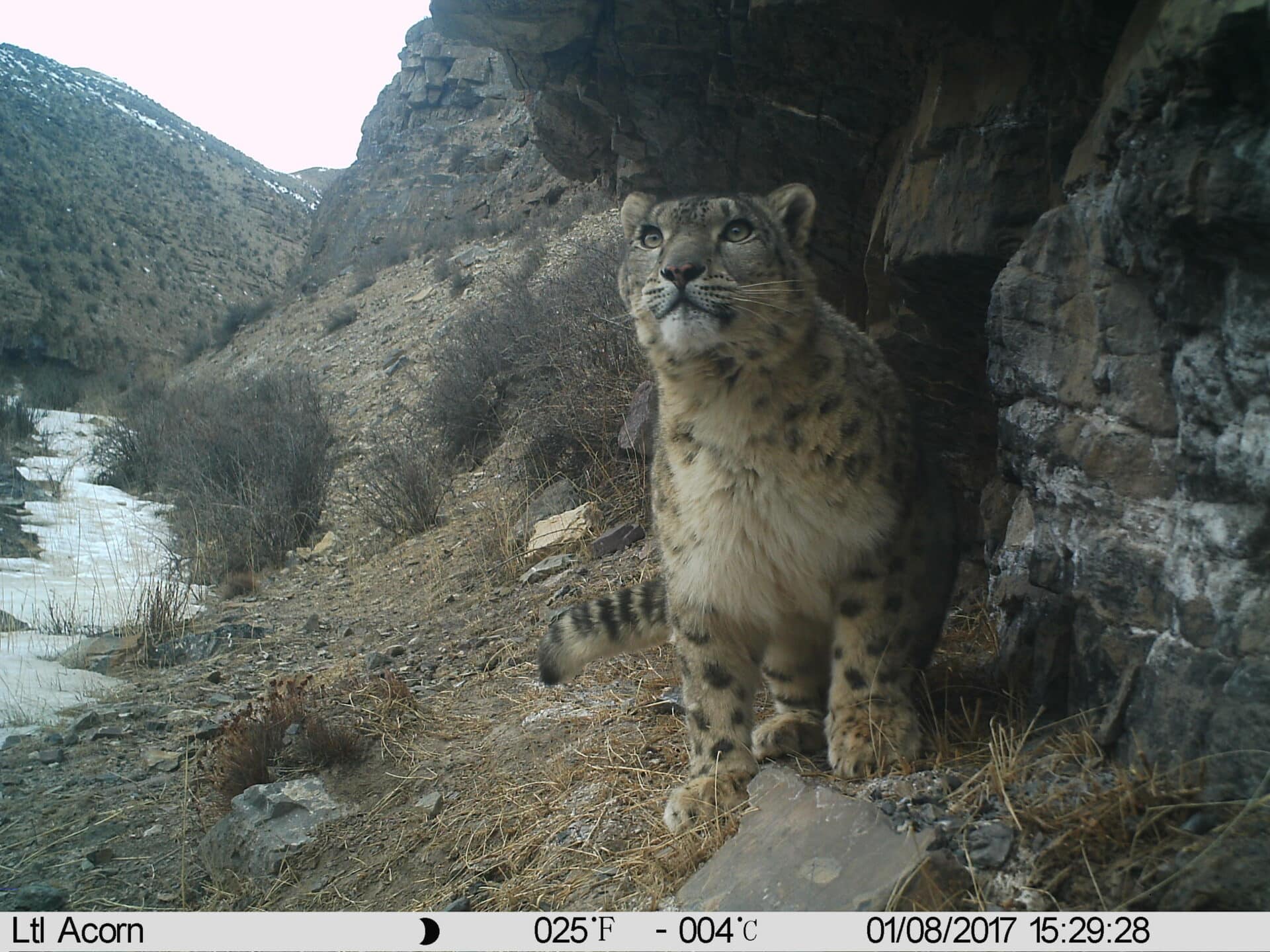 Snow Leopard Panthera Uncia Marwell Zoo 2