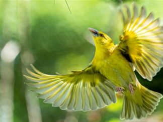 Yellow Village Weaver Ploceus Cucullatus Marwell Zoo