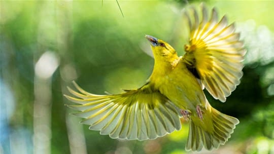 Yellow Village Weaver Ploceus Cucullatus Marwell Zoo