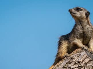 Zoo Photographer Credit Jason Brown Meerkat 5