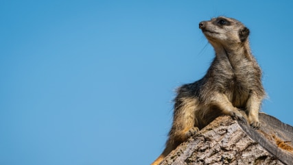 Zoo Photographer Credit Jason Brown Meerkat 5