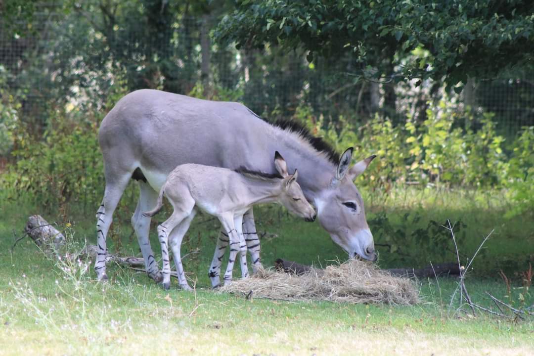 African Wild Ass Foal 1