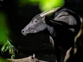 Lowland anoa - Bubalus depressicornis at Marwell Zoo