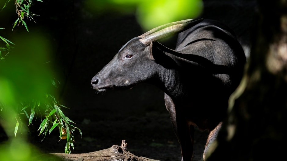 Lowland anoa - Bubalus depressicornis at Marwell Zoo