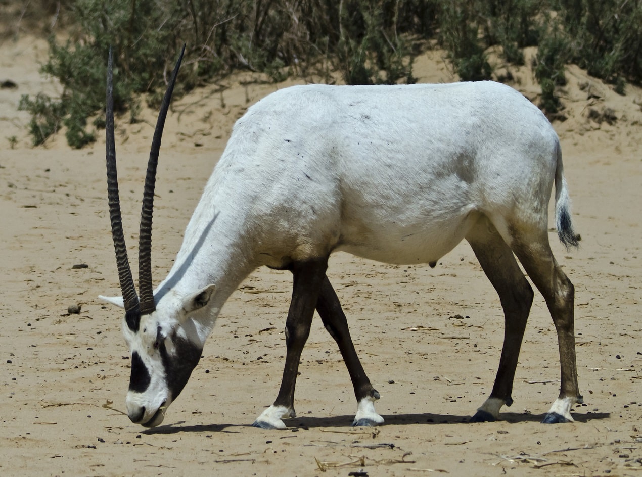 Arabian oryx - Oryx leucoryx at Marwell Zoo