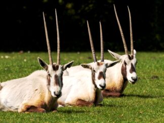 Arabian oryx - Oryx leucoryx at Marwell Zoo