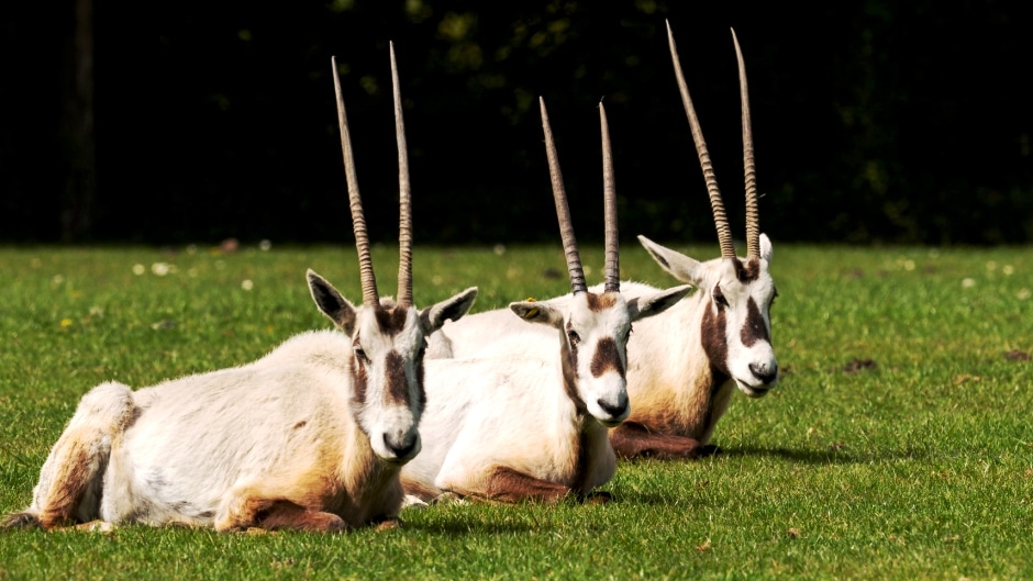 Arabian oryx - Oryx leucoryx at Marwell Zoo