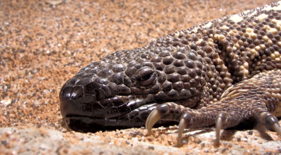 Beaded Lizard Animal Directory