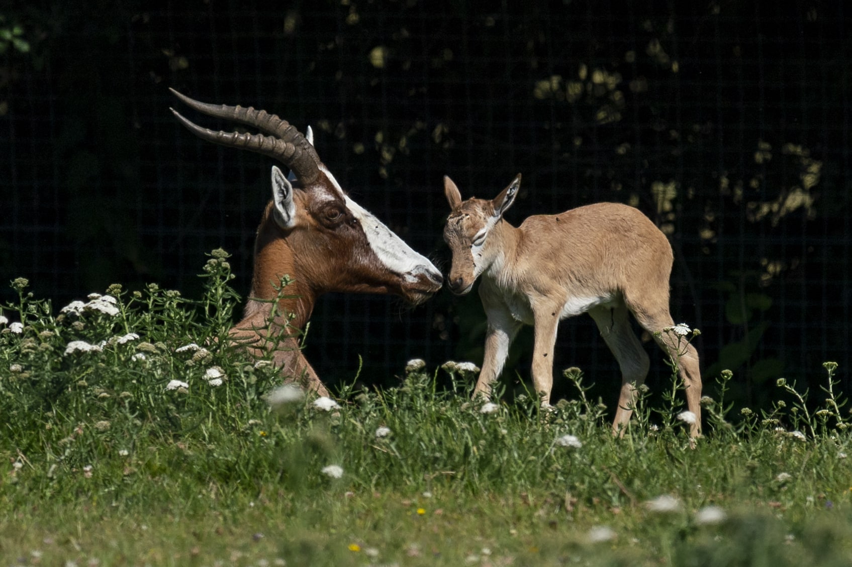 Blesbok - Damaliscus pygargus at Marwell Zoo