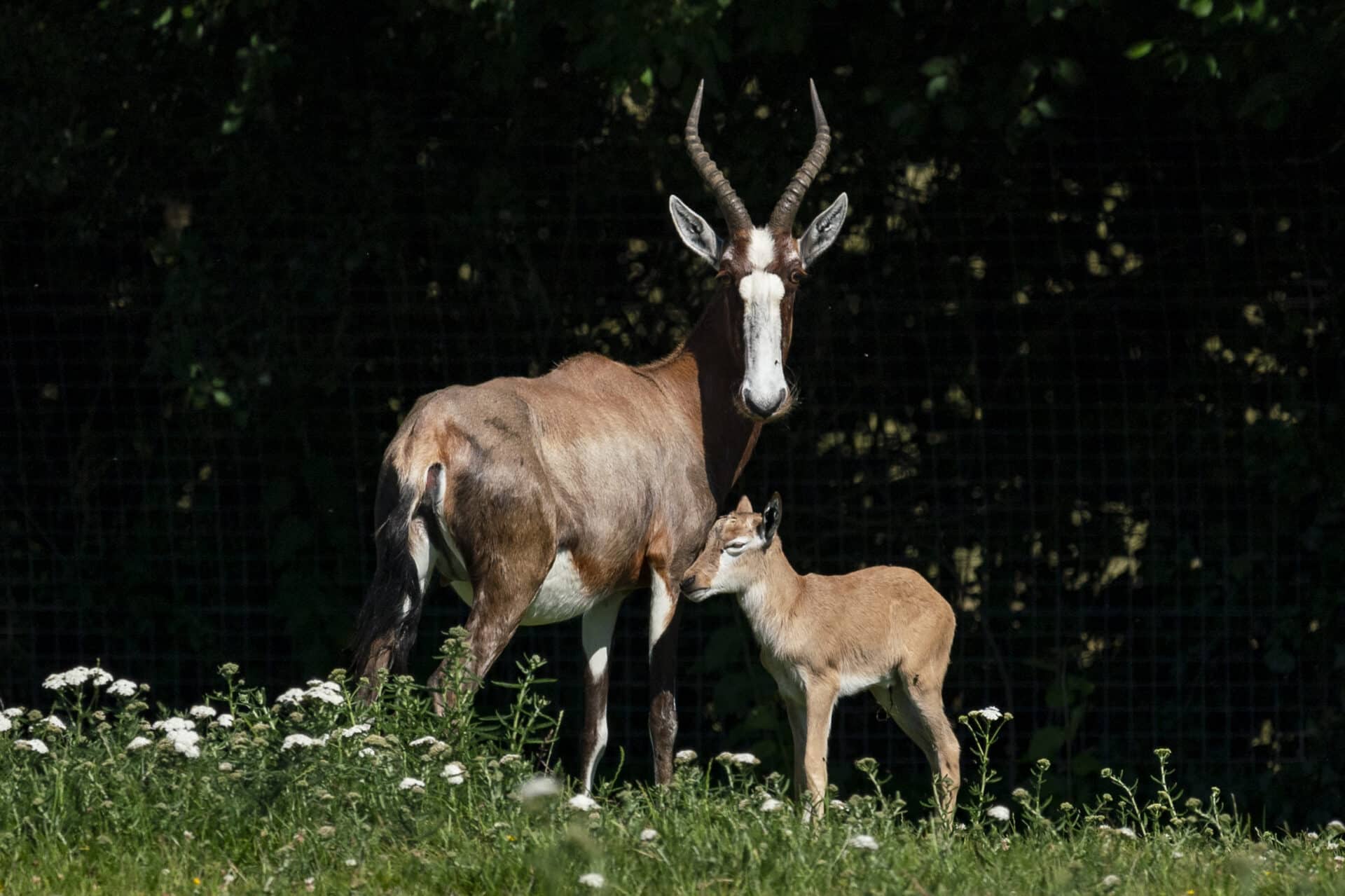 Blesbok - Damaliscus pygargus at Marwell Zoo