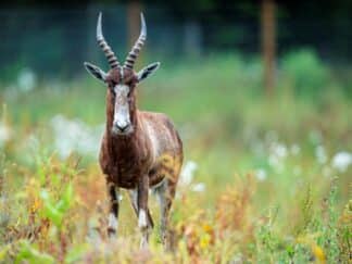 Blesbok - Damaliscus pygargus at Marwell Zoo