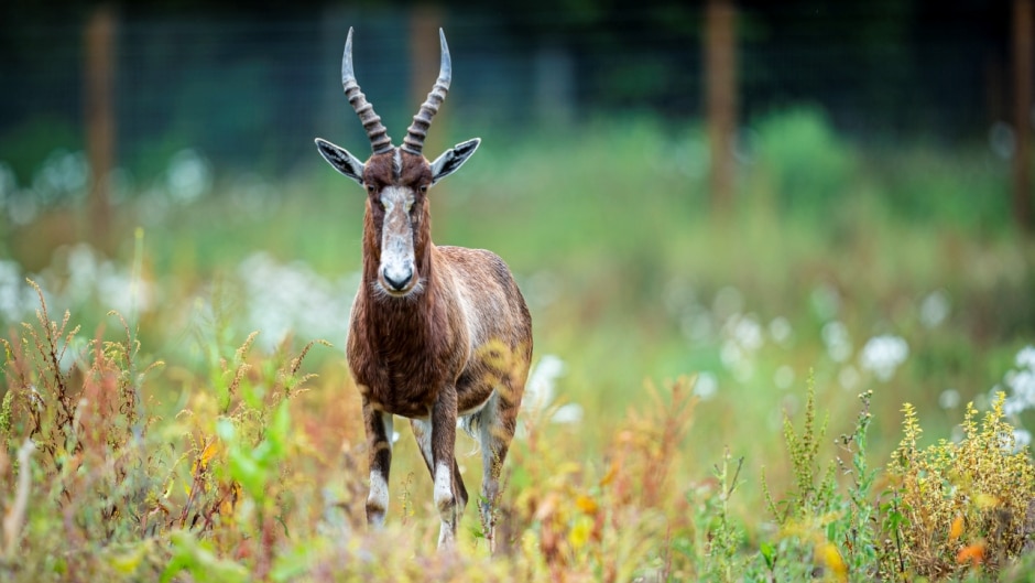 Blesbok - Damaliscus pygargus at Marwell Zoo