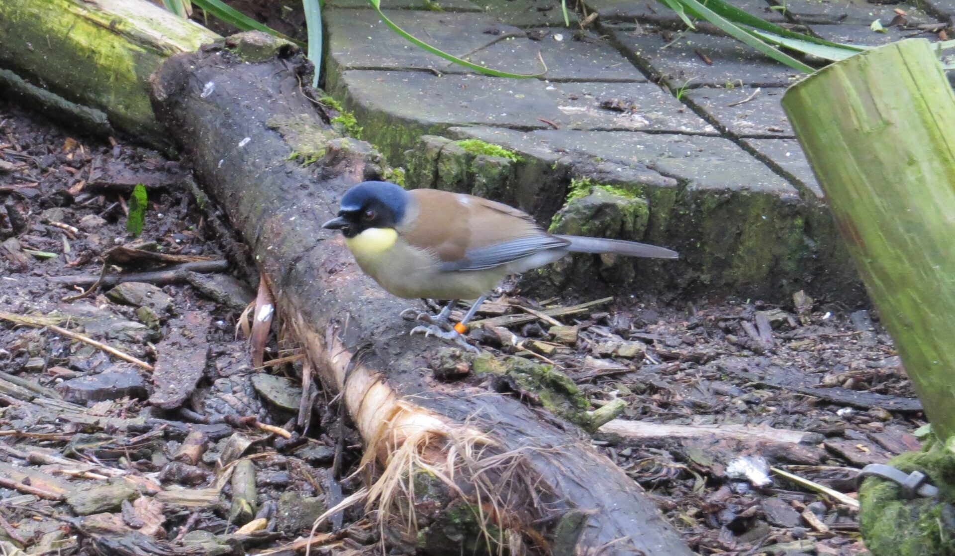 Blue_crowned_laughing_thrush